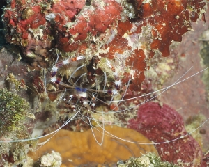 Banded coral shrimp