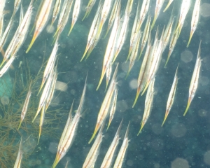 Razorfish