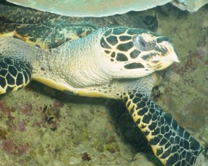 Hawksbill turtle