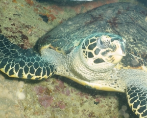 Hawksbill turtle
