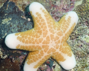 Granular sea star - Choriaster granulatus