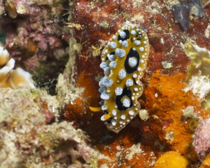 Nudibranch -  Phyllidia Ocellata