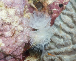 Feather-duster worm