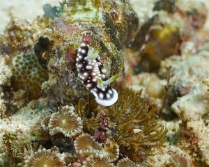 Nudibranch-Chromodoris geometrica