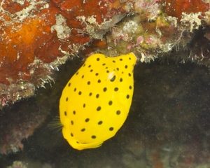 Juvenile cube boxfish