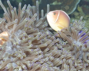 Pink anemonefish