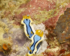 Nudibranch - Chromodoris annae