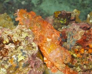 Scorpionfish