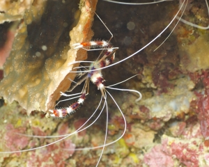 Banded coral shrimp