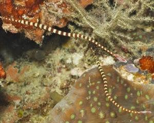 Banded Pipefish