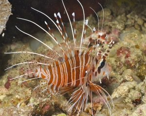 Lionfish