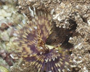 Feather-duster worm