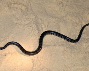 Sea-snake-at-the-bbq