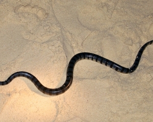 Sea-snake-at-the-bbq Sea-snake-at-the-bbq