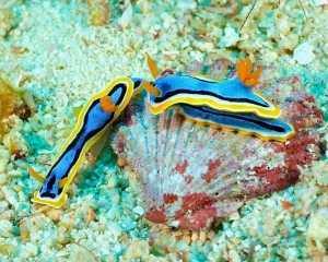 Nudibranch-Chromodoris-annae