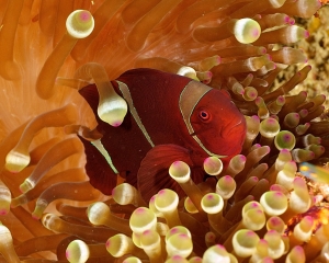 anemone-clown-fish-_3_