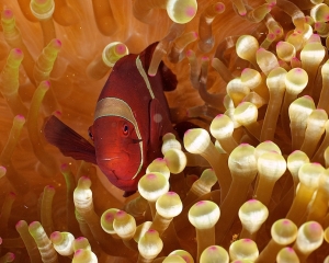 anemone-clown-fish-_4_
