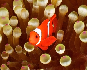 anemone-clown-fish-_5_
