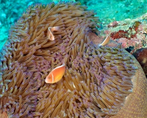 anemone-clown-fish-_6_