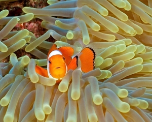 anemone-clown-fish