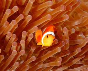 anemone-fish-_1_