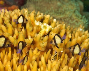 anemone-fish
