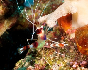 banded-shrimp