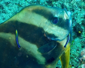 batfish-being-cleaned
