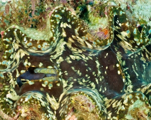 clam-_2_