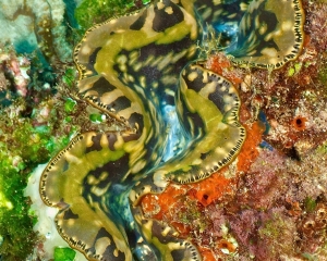 clam-_3_