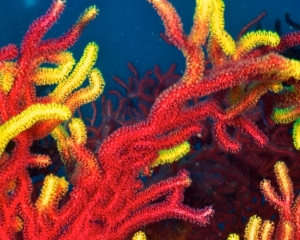 colorful-soft-coral