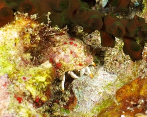 crab