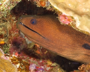 eel-_1_