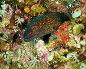 eel-_2_