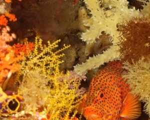 fish
