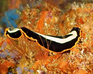 flatworm-_4_