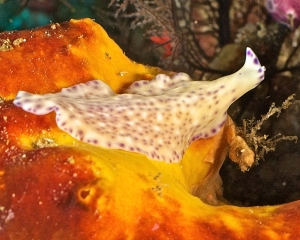 flatworm-_5_