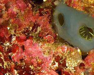 flatworm