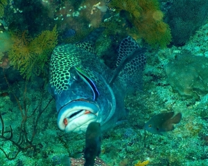 grouper-being-cleaned