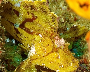 leaffish