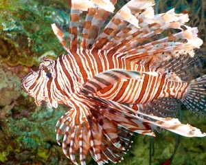 lionfish-_1_