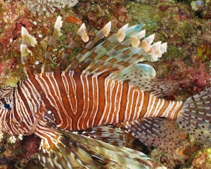 lionfish