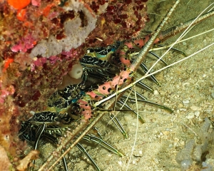 lobster-_1_