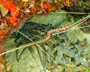 lobster