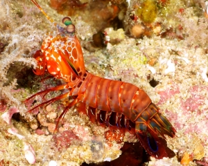 mantis-shrimp-_1_