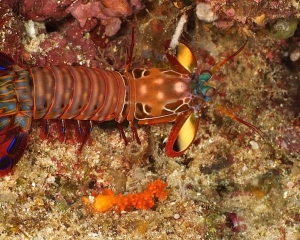 mantis-shrimp