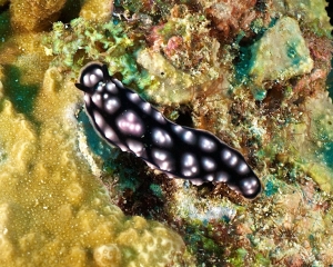 nudibranch-_21_