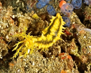 nudibranch-_24_