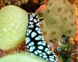 nudibranch-_25_