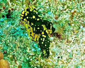 nudibranch-_26_